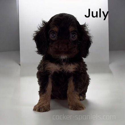 puppy, for, sale, Cocker Spaniel, Joe & Cherri  Overlease, dog, breeder, Miller, MO, dog-breeder, puppy-for-sale, forsale, nearby, find, puppyfind, locator, puppylocator, aca